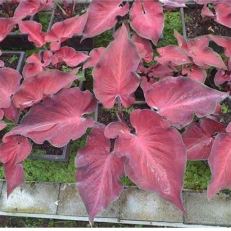 Jual Tanaman Hias Umbi Caladium Thailand Anggur Merah Keladi Hias