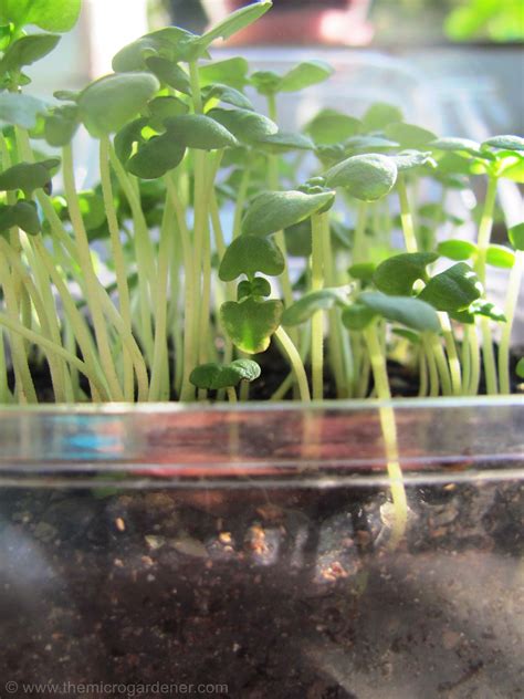 Easy Guide To Growing Microgreens Recipe Microgreens Growing