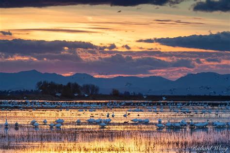 Merced National Wildlife Refuge Photo | Richard Wong Photography