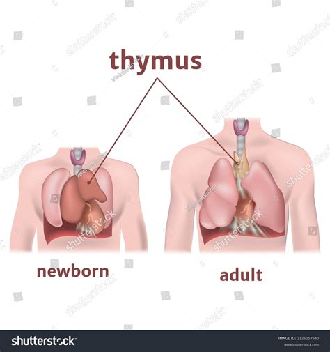 Thymus Gland Adult Newborn Vector Illustration Stock Vector Royalty