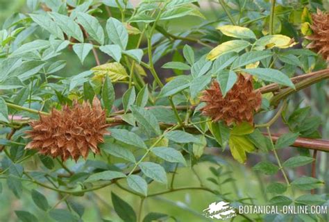 Características del regaliz Botanical online