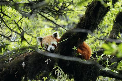 IRPD 2023: A Celebration of Red Pandas and A Campaign to Stop Poaching