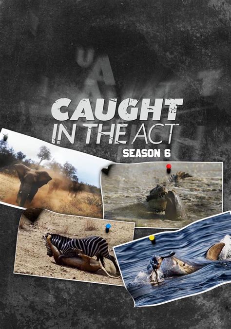 Caught In The Act Temporada 3 Ver Todos Los Episodios Online