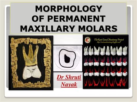 Ppt Morphology Of Permanent Maxillary Molars Powerpoint Presentation Id 9414735