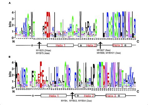 Characterization Of R2 A And R3 B Myb Repeats Of Longan R2r3 Myb