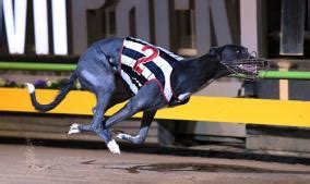 GCA Run Of The Month August 2018 Greyhound Clubs Australia