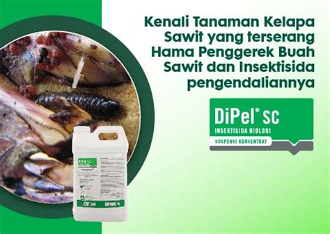 Kenali Tanaman Kelapa Sawit yang terserang Hama Penggerek Buah Sawit - Nufarm Indonesia