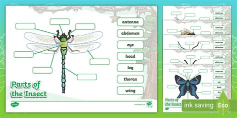 Parts Of Insects Labelling Worksheets Teacher Made