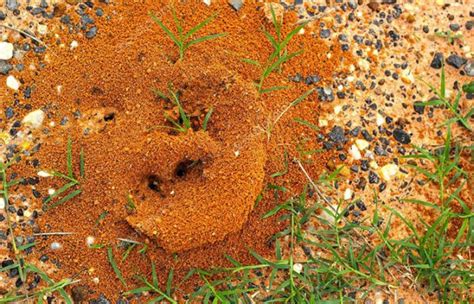 Five Facts About Fire Ants Sting Kill