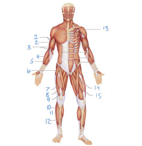 Anatomy BMQ Quiz 5 And 6 Anterior View Of The Arms Legs Flashcards