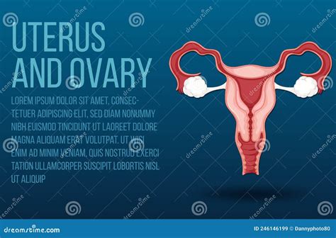 Human Internal Organ With Uterus Stock Vector Illustration Of Medical