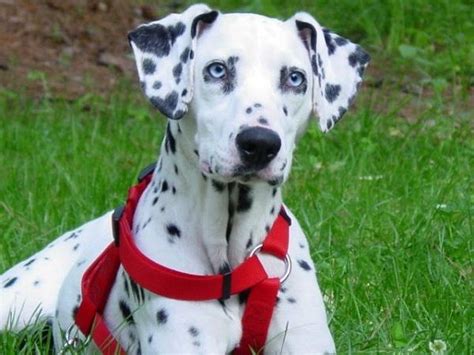 Dalmatian Dog Blue Eyes Color Pets Blog Puppies With Blue Eyes