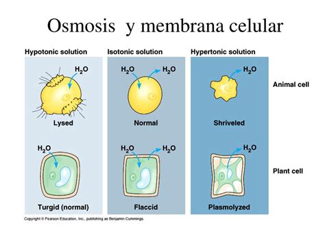 Ppt Membranas Celulares Powerpoint Presentation Free Download Id4924449