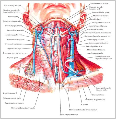 Nerves of the neck - Graph Diagram