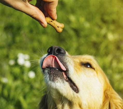 Как выбрать лакомство для собаки? - TiTBiT.ru