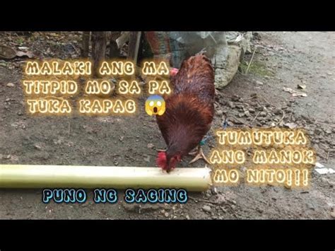 Paano Makatipid Sa Patuka Ng Alaga Nating Mga Manok