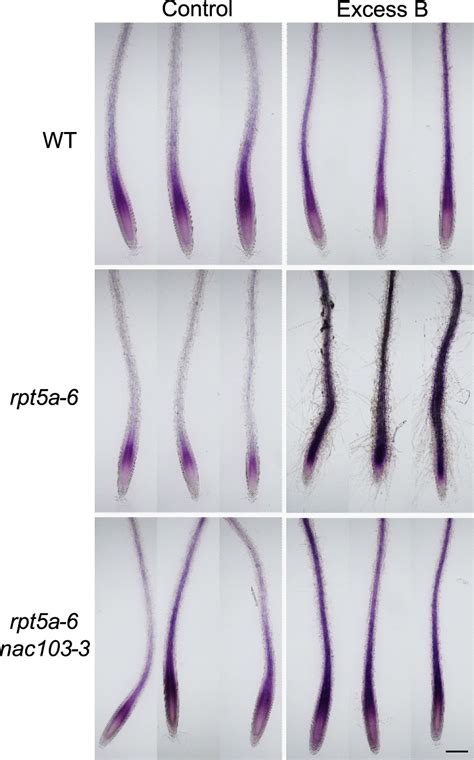 Frontiers Nac Mutation Alleviates Dna Damage In An Arabidopsis