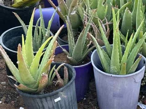 Aloe Vera Plants Plants In Geraldton Wa Gumtree Australia