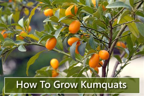 How To Grow Kumquats