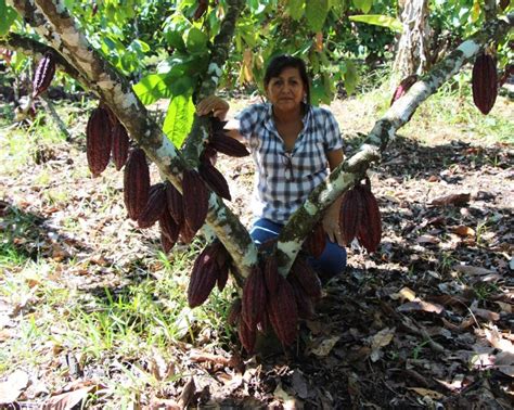 D A De La Mujer Rural Cacaoteras Cusque As Se Convierten En