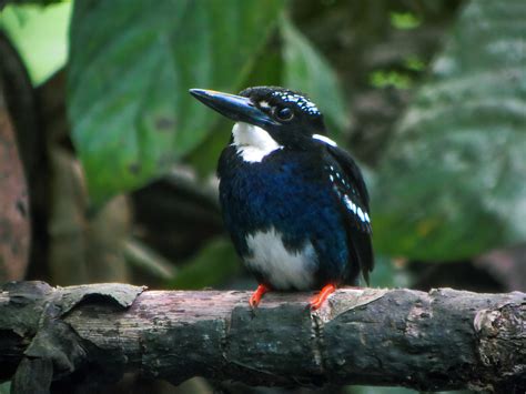 Southern Silvery Kingfisher Ceyx Argentatus Picop Surigao Flickr