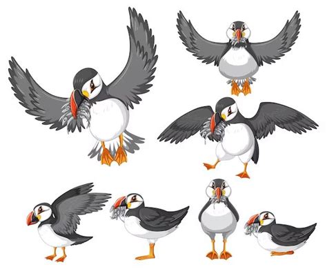 How do puffins move? - Birdful