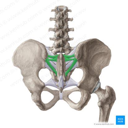 Sacroiliac joint: Anatomy, function | Kenhub