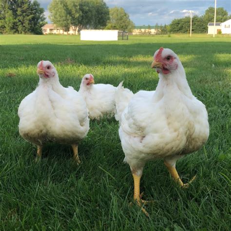 Chickens Day Old Chicks Chicken Breeders Chickens