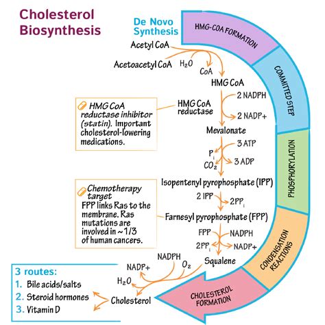 Cholesterol Synthesis Nadph