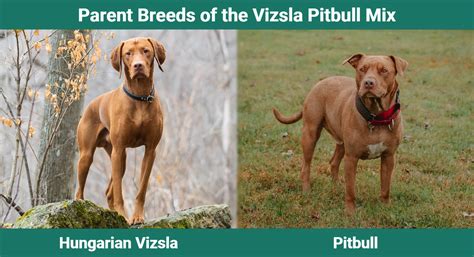 Vizsla Pitbull Mix: Info, Pictures, Temperament & More – Dogster