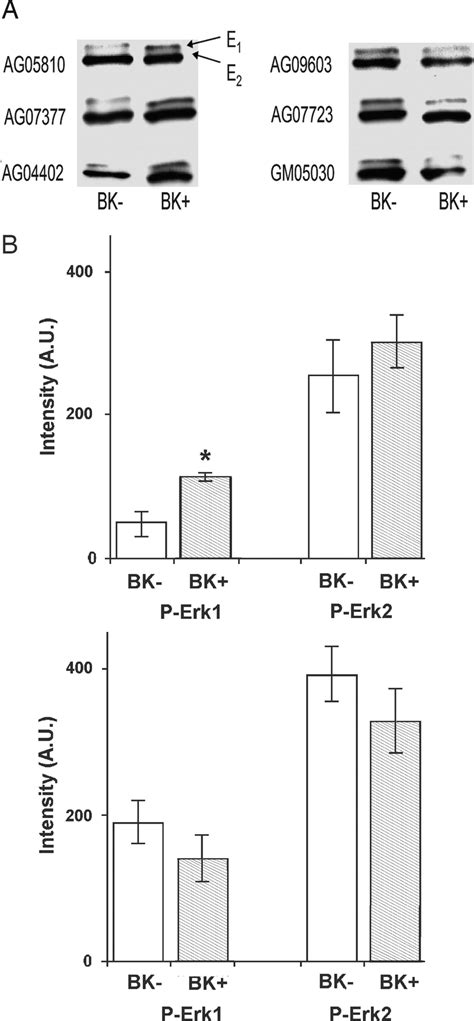 Bk Effects On Erk Phosphorylation A Typical Western Blot Data Of