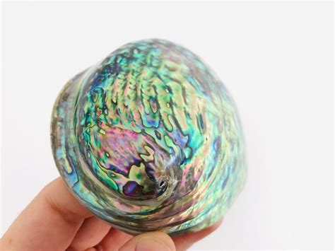 Coquillage Abalone Paua Haliotis Paua Pawa Abalone Nacr Etsy France