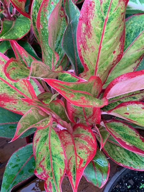 Aglaonema Plant Sapling - Red - BotanicLuxe