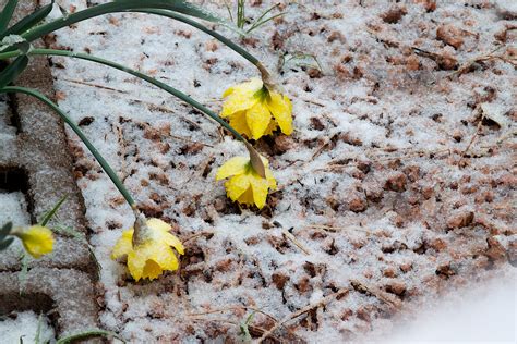 Free Images Tree Nature Branch Snow Winter Leaf Flower Frost