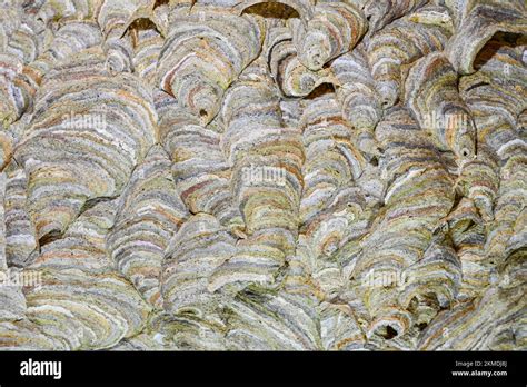 Wasp S Nest In An English Attic Showing The Detail Of How It Was Made