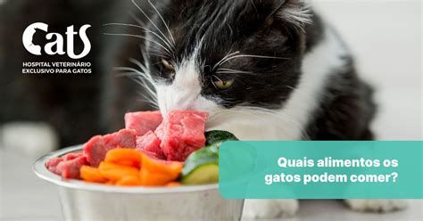 Quais alimentos os gatos podem comer Os alimentos humanos que são