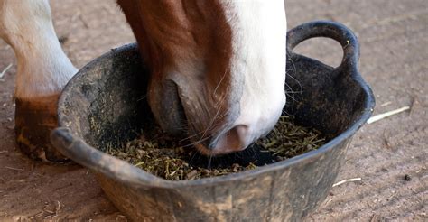 Feeding Your Horse Through Winter Vale Stables