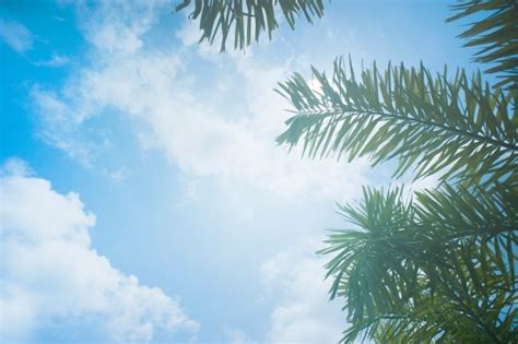 Free Images Sky Palm Tree Daytime Vegetation Arecales Elaeis