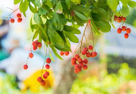 Lychees On The Treeclose Up Of Lychee Fruitfresh Lychee Fruits