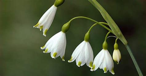 Flor De Campanilla Significado Cuidados Nombre Cientifico Y M S