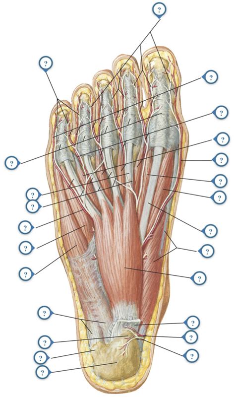 Muscles Of Sole Of Foot First Layer Diagram Quizlet