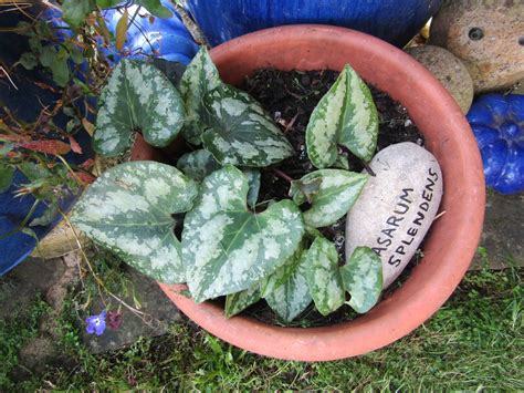 Asarum splendens (Chinese Wild Ginger, Splendid Wild Ginger) | North ...