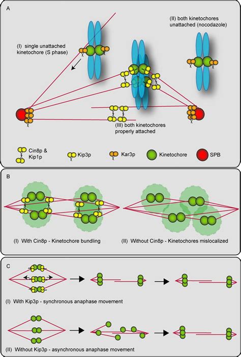 Models Of Kinesin Functions At Budding Yeast Kinetochores A Kar3p Is