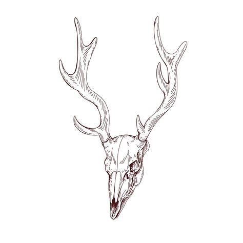 Deer Skull Anatomy