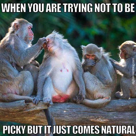 hilarious monkey memes  instantly brighten  day