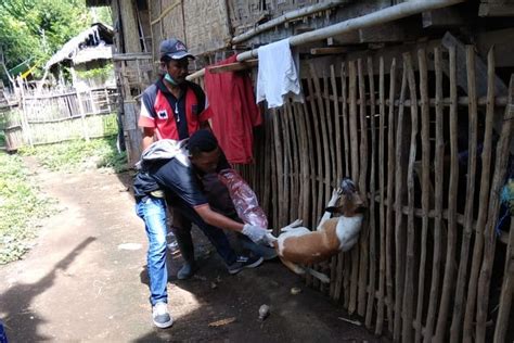 Dompu NTB KLB Rabies 825 Warga Jadi Korban Gigitan Anjing Gila