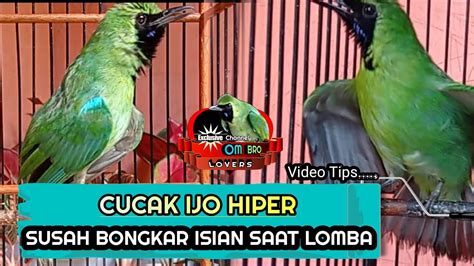 Cucak Ijo Hiper Susah Bongkar Isian Saat Lomba YouTube