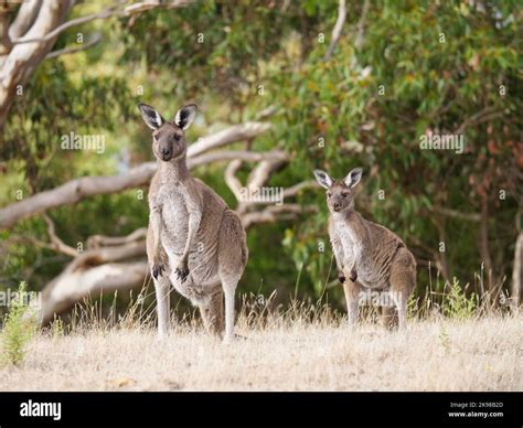 Canguros Marsupiales Fotograf As E Im Genes De Alta Resoluci N Alamy