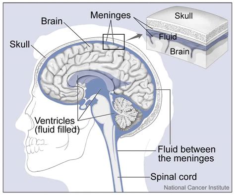 Brain Meninges | Facts, Blood & Nerve Supply, Hemorrhages