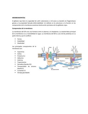 Linfoma De Hodgkin Apunte Linfoma De Hodgkin Hematolog A Ii Walther